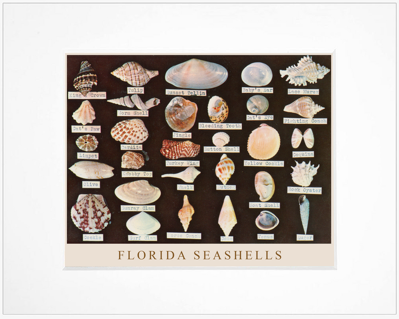 Florida Shell Specimen