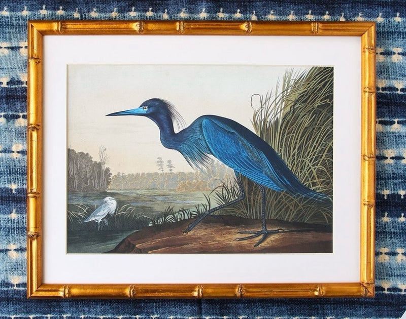 Louisiana Blue Heron Audubon 11 x 14